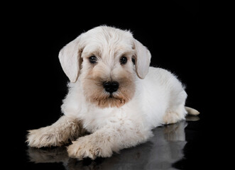 puppy miniature schnauzer in studio