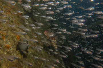 Fish swimming in the Red Sea, colorful fish, Eilat Israel
