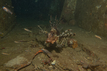 Lionfish in the Red Sea colorful fish, Eilat Israel
