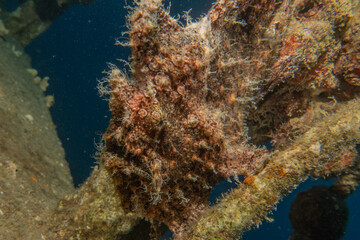 Fish swimming in the Red Sea, colorful fish, Eilat Israel
