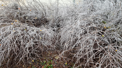 Fototapeta na wymiar a closeup shot of a frozen plant in the forest, frost on bush branches, early winter, ice 