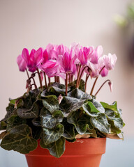 pink hyacinth in pot