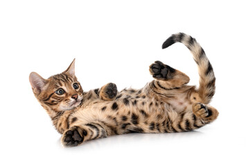 bengal kitten in studio © cynoclub