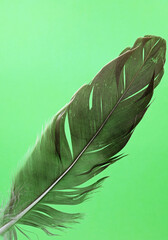 bird feather on green background