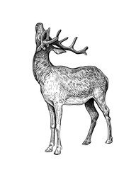 Hand drawn black ink sketch of Deer isolated on white background. Vector illustration of wild stag. Vintage engrave of deer