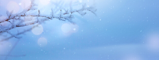 Winter background with snowy and iced branches of trees on snowy blue sky backdrop. Christmas and winter concept.