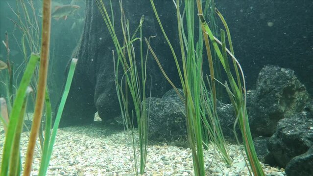 tench ,tinca in a nutrient-rich freshwater aquarium