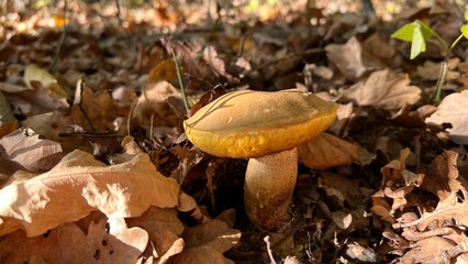 boletus mushrooms hiding in the deciduous forest in the fall