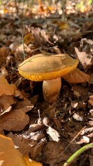 boletus mushrooms hiding in the deciduous forest in the fall