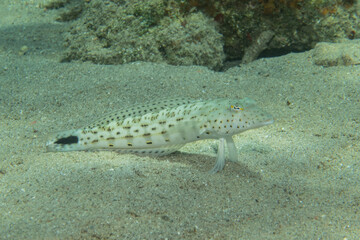 Fish swimming in the Red Sea, colorful fish, Eilat Israel
