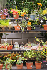 Fototapeta na wymiar Decorative potted plants are for sale. Garden store with flowers. Seedlings in containers in local market. Variety of flowers for decoration.