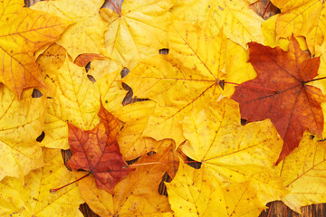 Naklejka na ściany i meble Autumn Leaves over wooden background. Autumn leaves frame