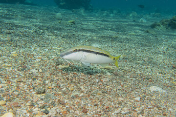 Fototapeta premium Fish swimming in the Red Sea, colorful fish, Eilat Israel 