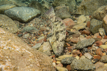 Fish swimming in the Red Sea, colorful fish, Eilat Israel

