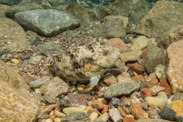 Fish swimming in the Red Sea, colorful fish, Eilat Israel
