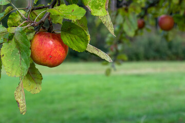 Einzelner reifer, roter Apfel hängt an einem Apfelbaum neben grünen Blättern im Herbst kurz vor...