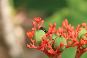 Green young fruit and flowers of Buddha Belly Plat or Bottle Plant Shrub and blur background. A Ladybug is catching green fruit of Bottle Plant Shrub, Thailand.