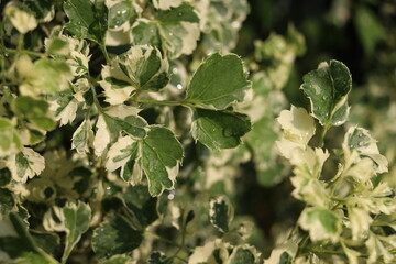 White and green of Ming Aralia's leaves on branch and drops of water are on leaves.