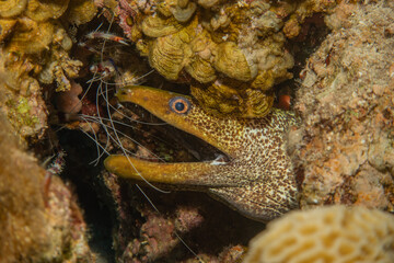 Moray eel Mooray lycodontis undulatus in the Red Sea, Eilat Israel
