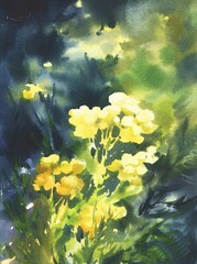 Fototapeta na wymiar Beautiful watercolor painting with yellow flower stansy will decorate your interior.