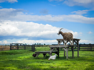 Milk goat in the Netherlands