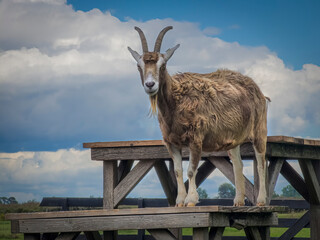 Goat in Holland