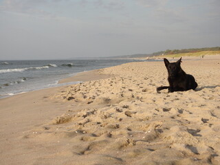 stray black dog on the beach of baltijsk, russia