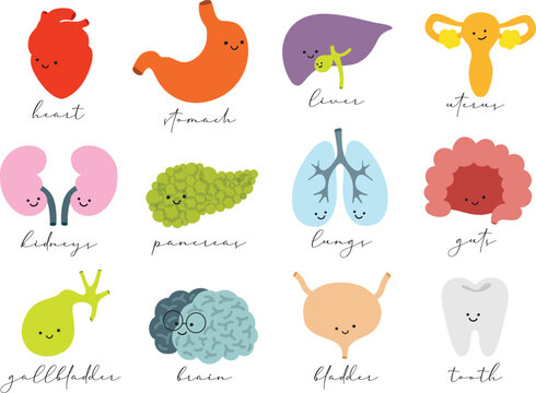 Human internal organs set of happy heart, stomach, liver, uterus, kidneys, pancreas, lungs, intestines, gallbladder, brain, bladder, tooth drawing on light background