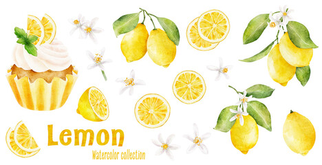 Set of lemons, flowers and cupcake with lemon and mint isolated on white background. - obrazy, fototapety, plakaty