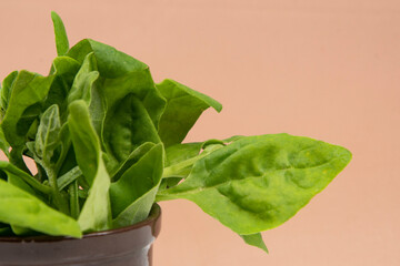 Pot with raw spinach leaves isolated,