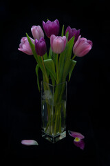 Tulips, lilac and purple