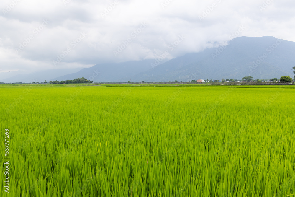 Wall mural Fresh paddy rice field meadow