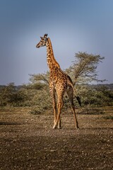 A single giraffe in the Serengeti National Park, Tanzania