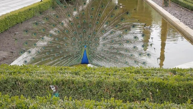 Peacock with open tail display to female, peahen, in front between hedge bushes. Beautiful knot garden with pond at Retiro Park, Madrid, Spain. Courtship ritual, mating.