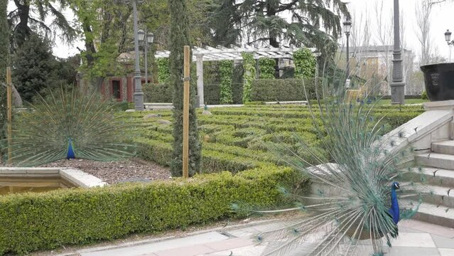 Wide shot. Two peacok with tail plumage open. They turn and we see wings flapping. Courtship ritual. Mating display. Beautiful garden scenery, hedge bushes, trees, pond at Retiro Park, Madrid, Spain.