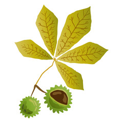 Horse Chestnut Leaf Illustration. Autumn Leaf Edition of Graphic Herbarium. Outline illustration of chestnut leaf vector icon for web. Simple cartoon flat style.