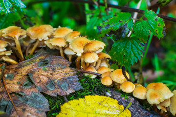 mushrooms in the forest