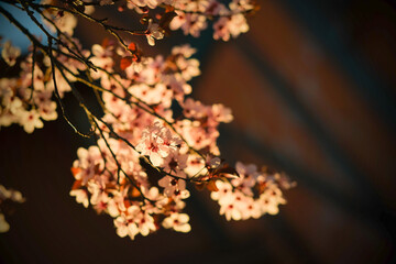 Fototapeta premium Sakura tree during sunset