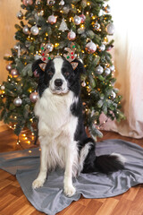 Funny cute puppy dog border collie wearing Christmas costume deer horns hat near christmas tree at home indoors background. Preparation for holiday. Happy Merry Christmas concept