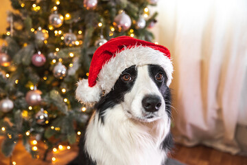 Funny cute puppy dog border collie wearing Christmas costume red Santa Claus hat near Christmas...