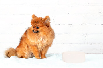 pomeranian spitz dog sitting near empty bowl. the dog refuses to eat