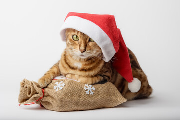 Bengal cat with a bag of gifts isolated. Christmas and New Year concept. Cat in a hat.