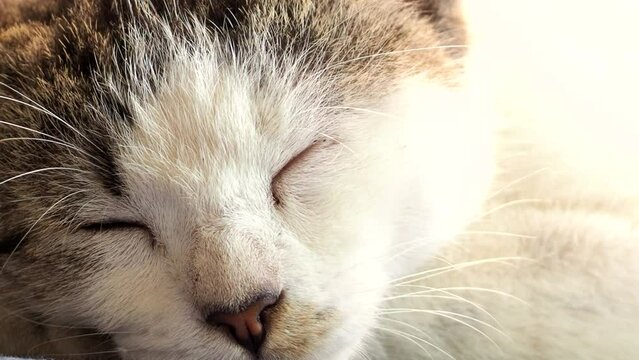 Close up sleepy cat , in door  Chiangmai  Thailand.