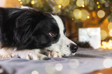 Funny portrait of cute puppy dog border collie with gift box and defocused garland lights lying...