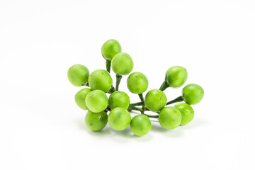 fresh green turkey berry isolated on white background. pea eggplant or solanum torvum