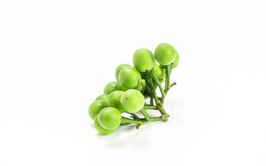 fresh green turkey berry isolated on white background. pea eggplant or solanum torvum. healthy vegetables