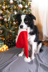 Funny cute puppy dog border collie holding Christmas costume red Santa Claus hat in mouth sitting near Christmas tree at home indoor. Preparation for holiday. Happy Merry Christmas concept