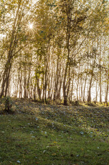Obraz premium Beautiful autumn landscape. lake and yellow-orange foliage trees. fall season. atmosphere autumnal nature image