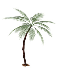 Tropical palm tree.3D rendering