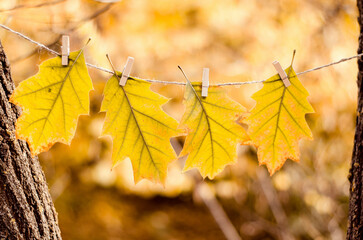 Yellow leaves on clothespins on a rope. Autumn concept. Close-up